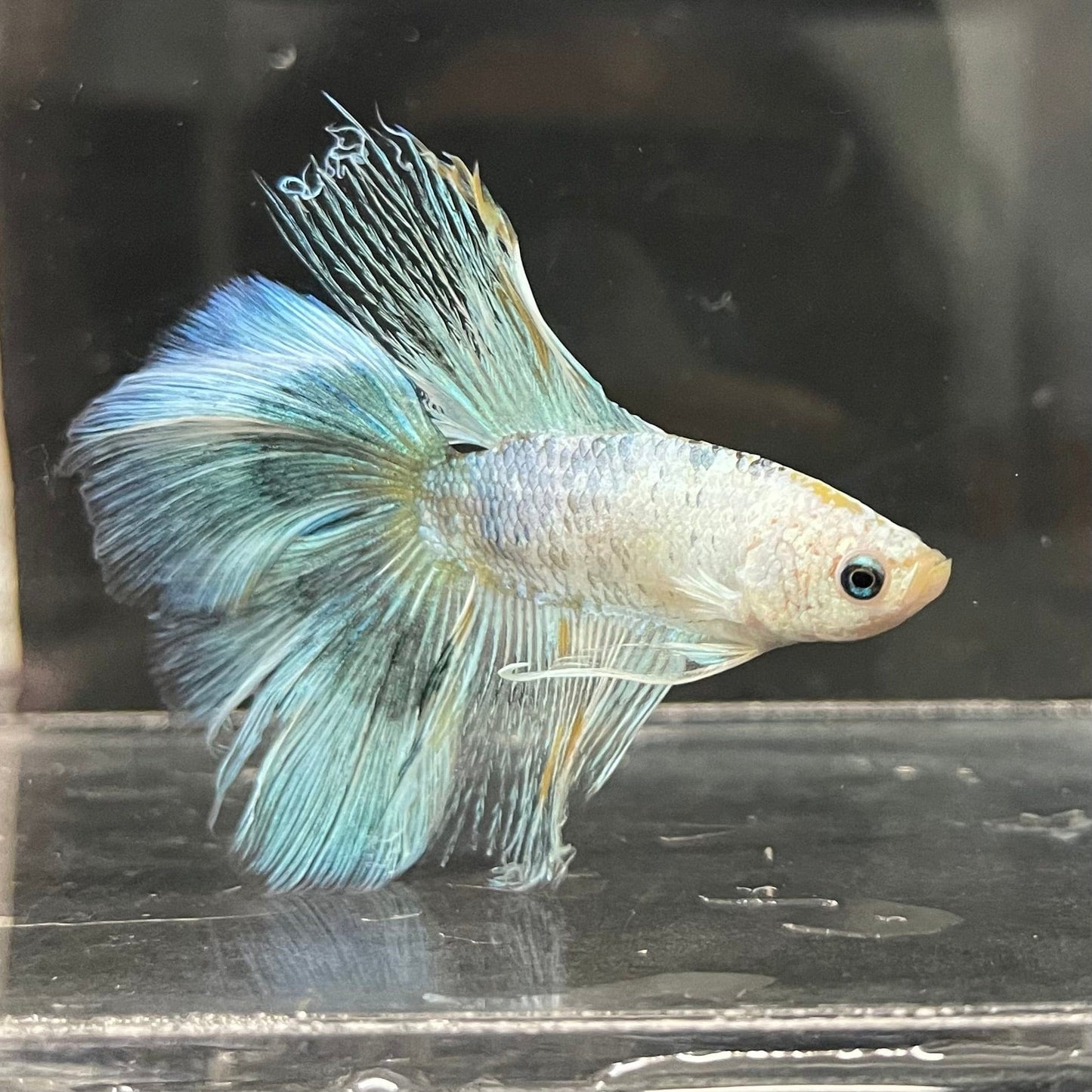 the-fish-farm Male Betta Halfmoon Betta - Male Assorted 5-6cm Assorted Half Moon Male Betta 6cm - The Fish Farm