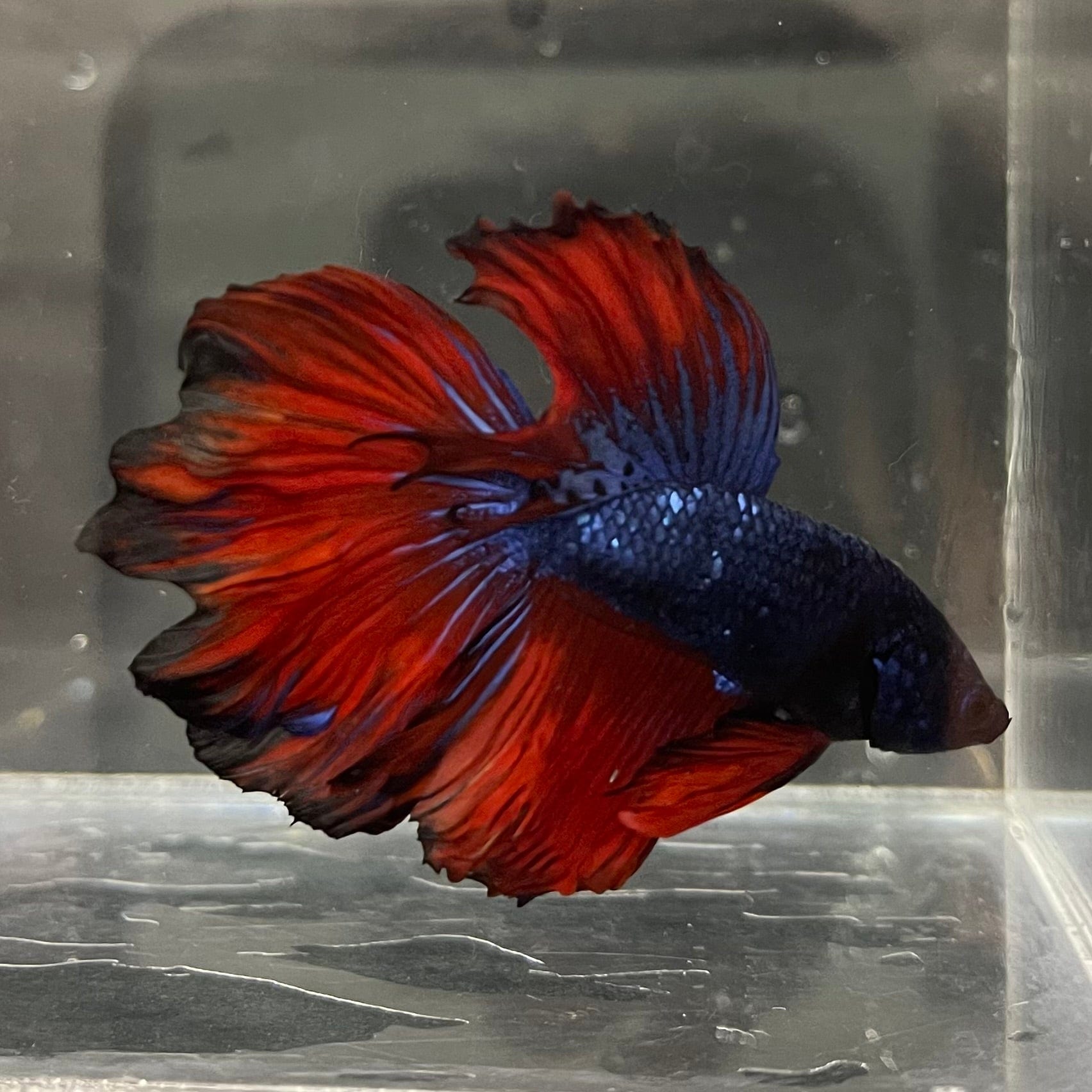 the-fish-farm Male Betta Male Betta - One Only - 1 Choose your favourite Male Betta from The Fish Farm Australia