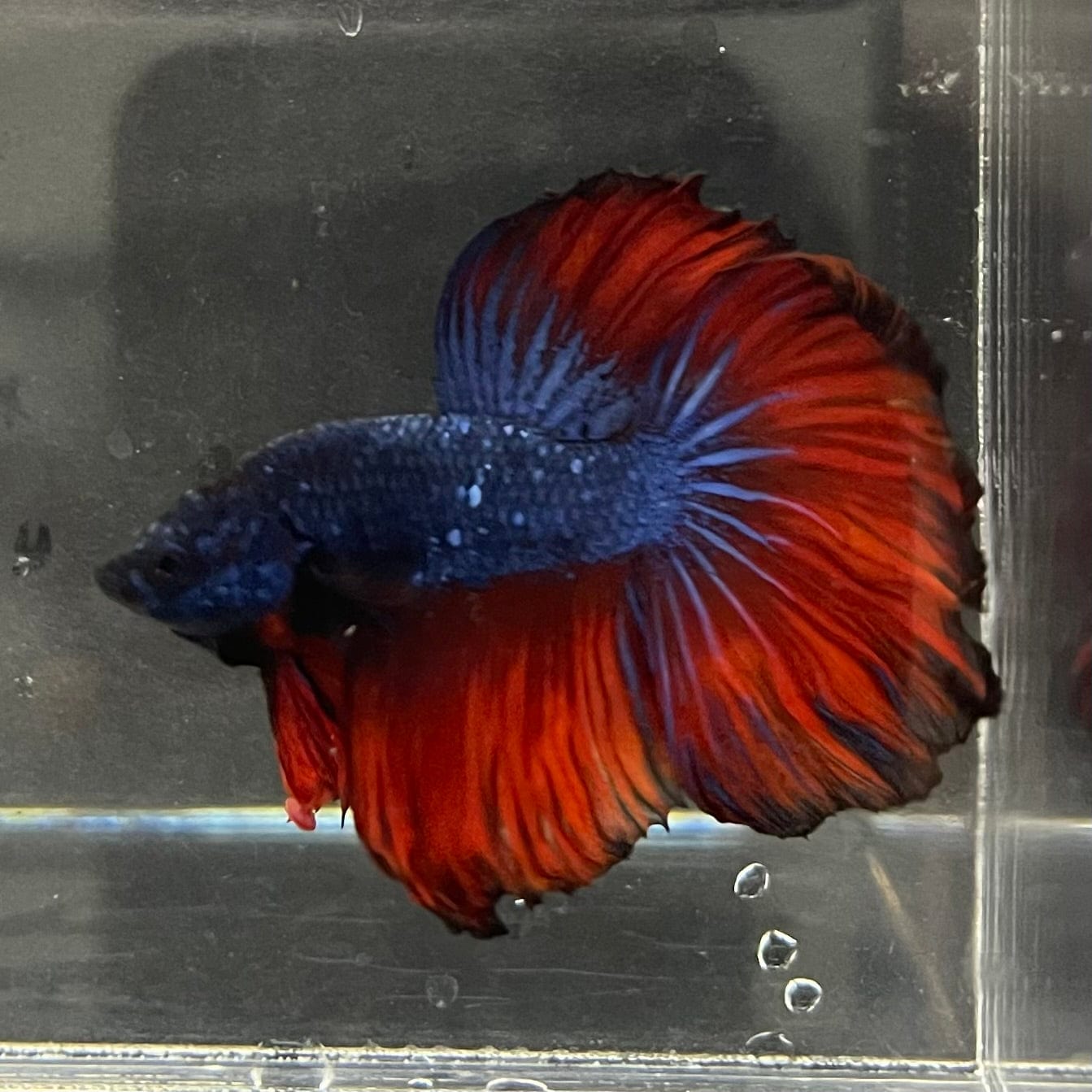 the-fish-farm Male Betta Male Betta - One Only - 1 Choose your favourite Male Betta from The Fish Farm Australia