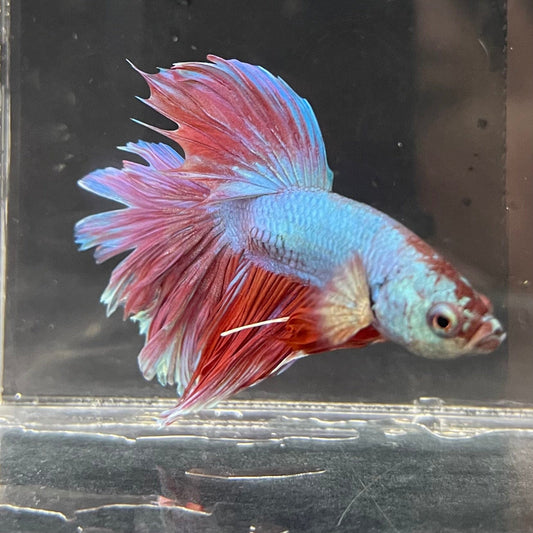the-fish-farm Male Betta Male Betta - One Only - 1 Choose your favourite Male Betta from The Fish Farm Australia