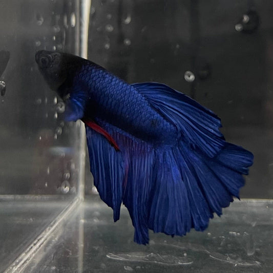 the-fish-farm Male Betta Male Betta - One Only - 1 Choose your favourite Male Betta from The Fish Farm Australia