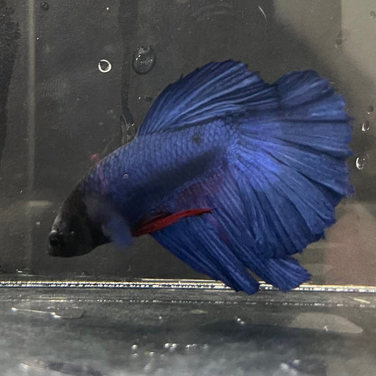 the-fish-farm Male Betta Male Betta - One Only - 1 Choose your favourite Male Betta from The Fish Farm Australia