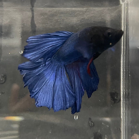 the-fish-farm Male Betta Male Betta - One Only - 1 Choose your favourite Male Betta from The Fish Farm Australia