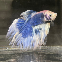 the-fish-farm Male Betta Male Betta - One Only - 1 Choose your favourite Male Betta from The Fish Farm Australia