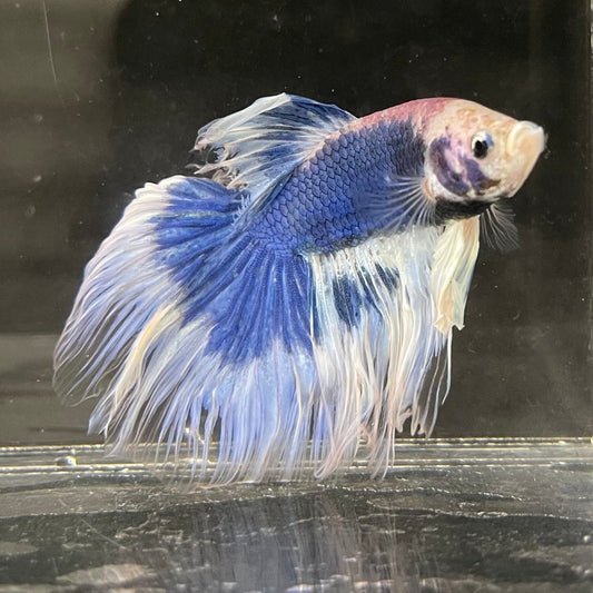 the-fish-farm Male Betta Male Betta - One Only - 1 Choose your favourite Male Betta from The Fish Farm Australia