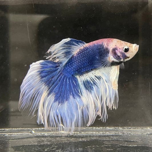 the-fish-farm Male Betta Male Betta - One Only - 1 Choose your favourite Male Betta from The Fish Farm Australia