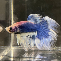 the-fish-farm Male Betta Male Betta - One Only - 1 Choose your favourite Male Betta from The Fish Farm Australia