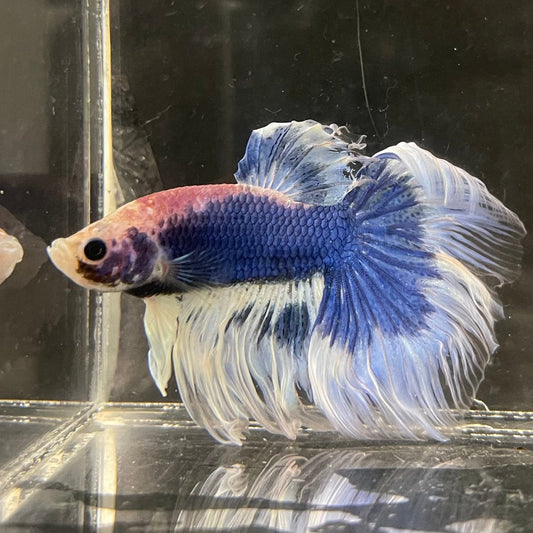 the-fish-farm Male Betta Male Betta - One Only - 1 Choose your favourite Male Betta from The Fish Farm Australia