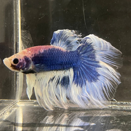 the-fish-farm Male Betta Male Betta - One Only - 1 Choose your favourite Male Betta from The Fish Farm Australia