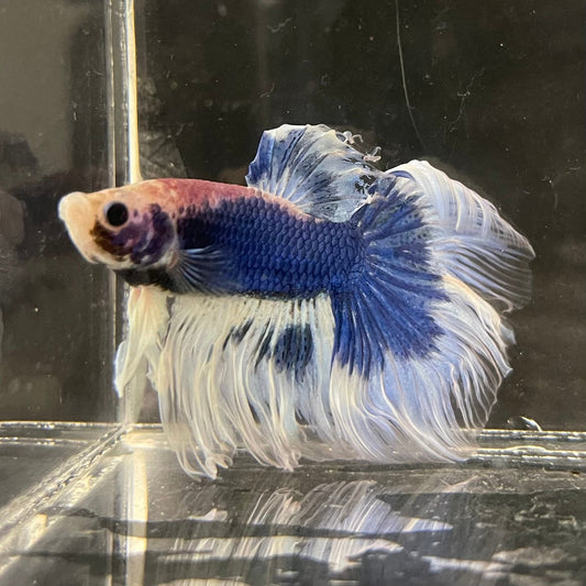 the-fish-farm Male Betta Male Betta - One Only - 1 Choose your favourite Male Betta from The Fish Farm Australia