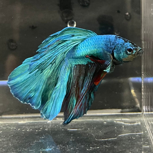 the-fish-farm Male Betta Male Betta - One Only - 1 Choose your favourite Male Betta from The Fish Farm Australia