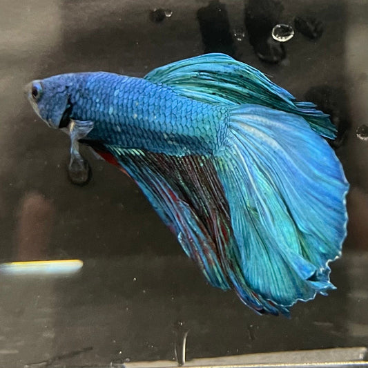 the-fish-farm Male Betta Male Betta - One Only - 1 Choose your favourite Male Betta from The Fish Farm Australia