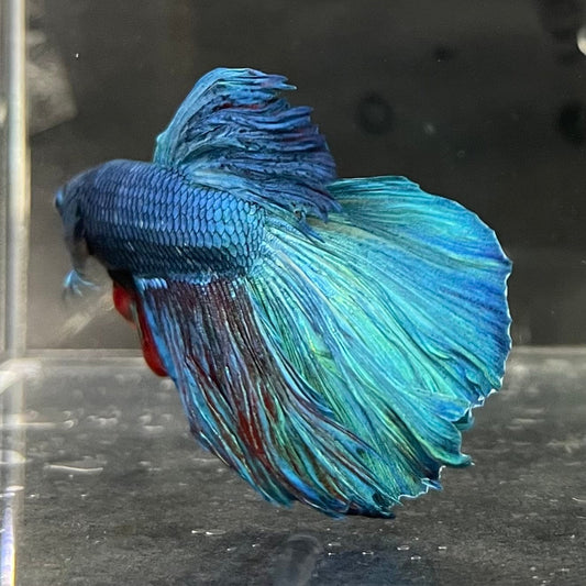 the-fish-farm Male Betta Male Betta - One Only - 1 Choose your favourite Male Betta from The Fish Farm Australia