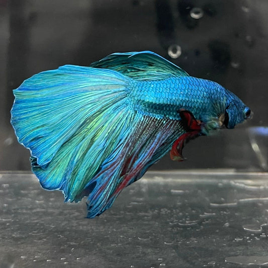 the-fish-farm Male Betta Male Betta - One Only - 1 Choose your favourite Male Betta from The Fish Farm Australia