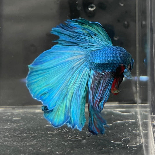 the-fish-farm Male Betta Male Betta - One Only - 1 Choose your favourite Male Betta from The Fish Farm Australia
