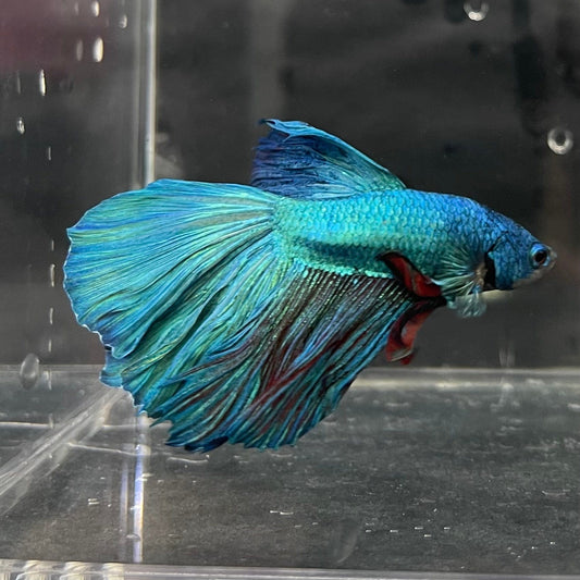 the-fish-farm Male Betta Male Betta - One Only - 1 Choose your favourite Male Betta from The Fish Farm Australia