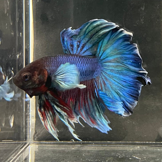 the-fish-farm Male Betta Male Betta - One Only - 1 Choose your favourite Male Betta from The Fish Farm Australia