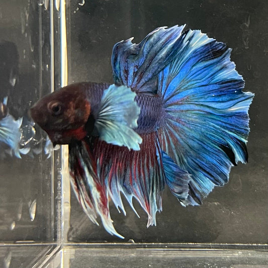 the-fish-farm Male Betta Male Betta - One Only - 1 Choose your favourite Male Betta from The Fish Farm Australia