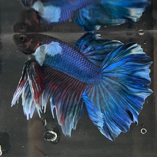the-fish-farm Male Betta Male Betta - One Only - 1 Choose your favourite Male Betta from The Fish Farm Australia