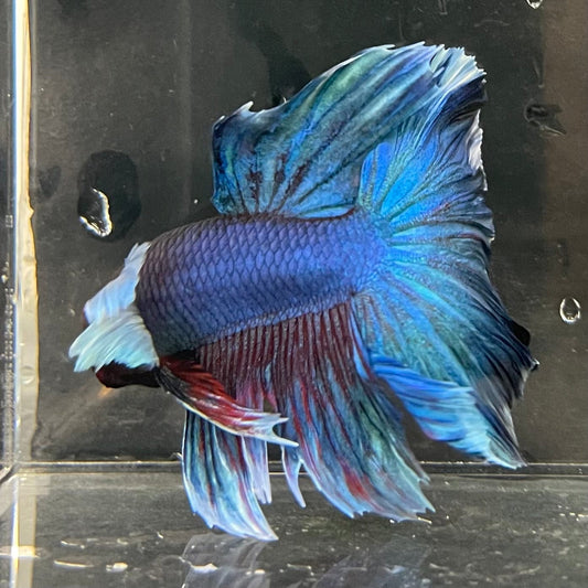 the-fish-farm Male Betta Male Betta - One Only - 1 Choose your favourite Male Betta from The Fish Farm Australia
