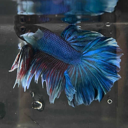 the-fish-farm Male Betta Male Betta - One Only - 1 Choose your favourite Male Betta from The Fish Farm Australia