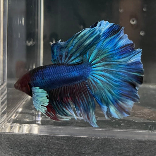 the-fish-farm Male Betta Male Betta - One Only - 1 Choose your favourite Male Betta from The Fish Farm Australia