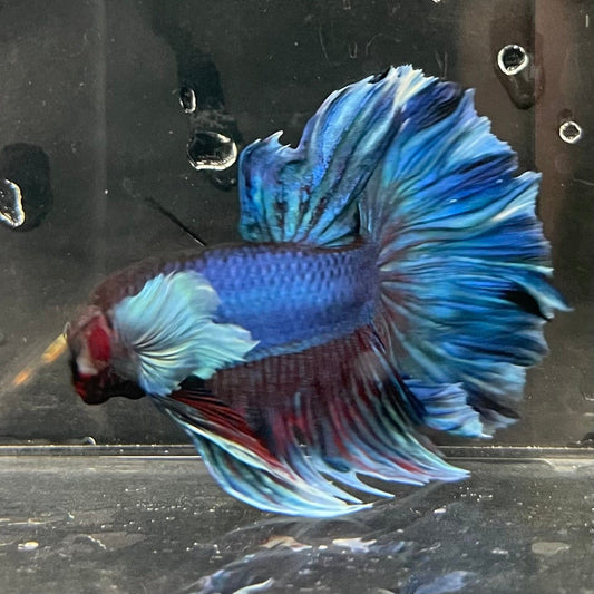 the-fish-farm Male Betta Male Betta - One Only - 1 Choose your favourite Male Betta from The Fish Farm Australia