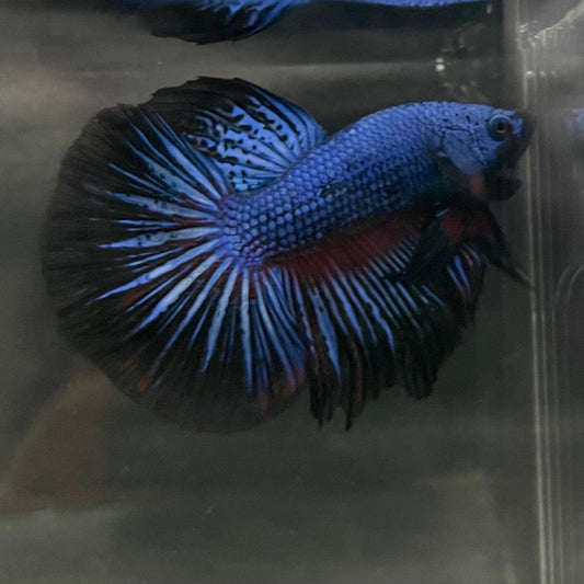 the-fish-farm Male Betta Male Betta - One Only - 1 Choose your favourite Male Betta from The Fish Farm Australia