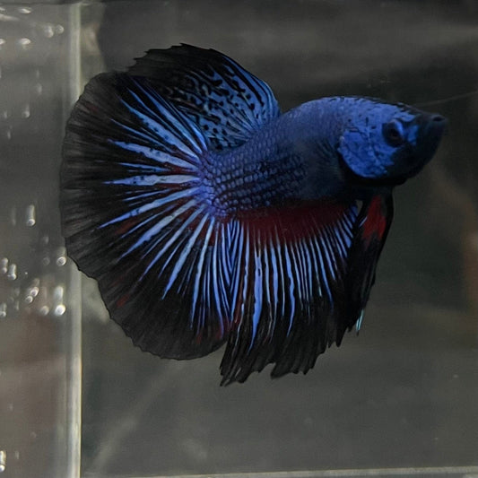 the-fish-farm Male Betta Male Betta - One Only - 1 Choose your favourite Male Betta from The Fish Farm Australia