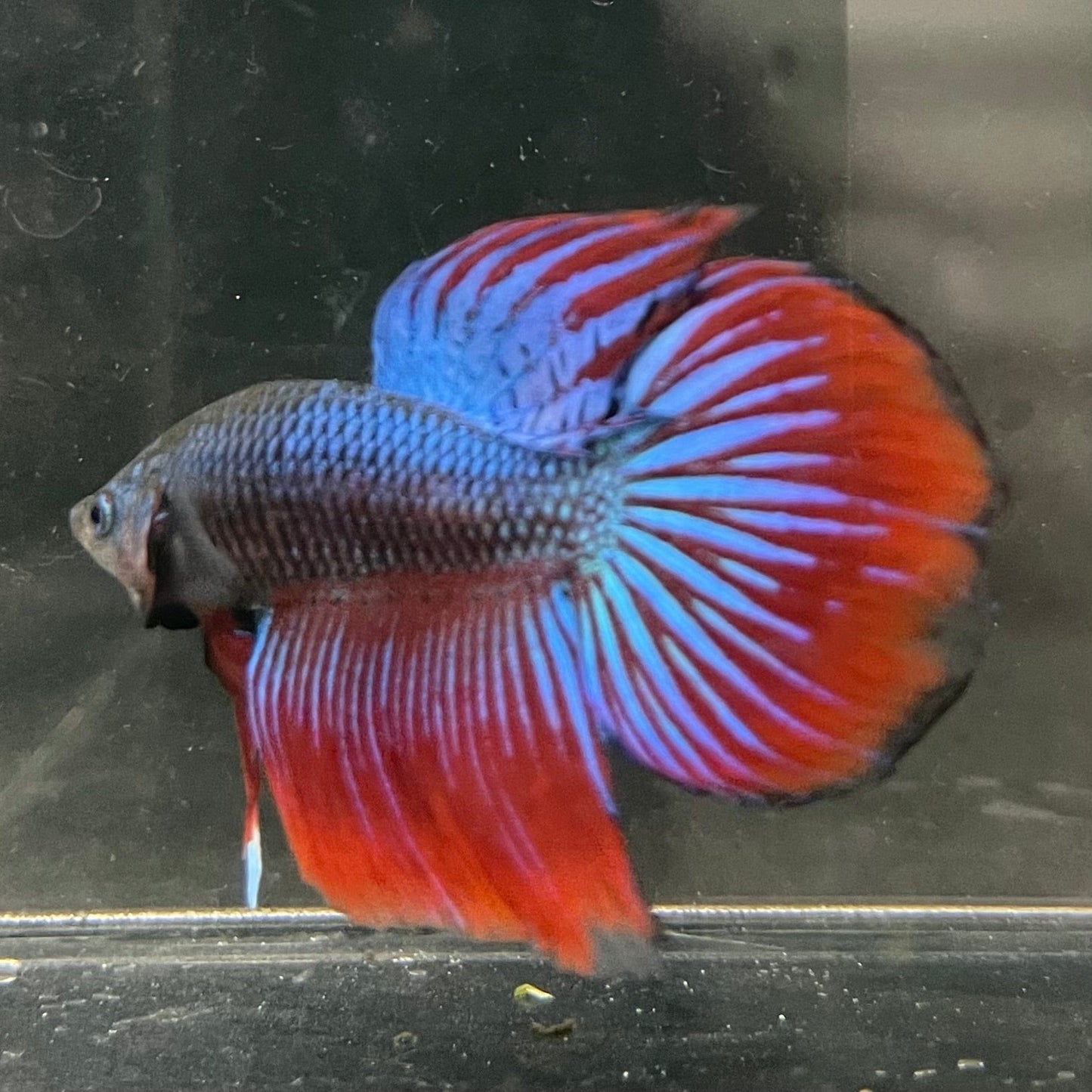 the-fish-farm Male Betta Male Betta - One Only - 1 Choose your favourite Male Betta from The Fish Farm Australia