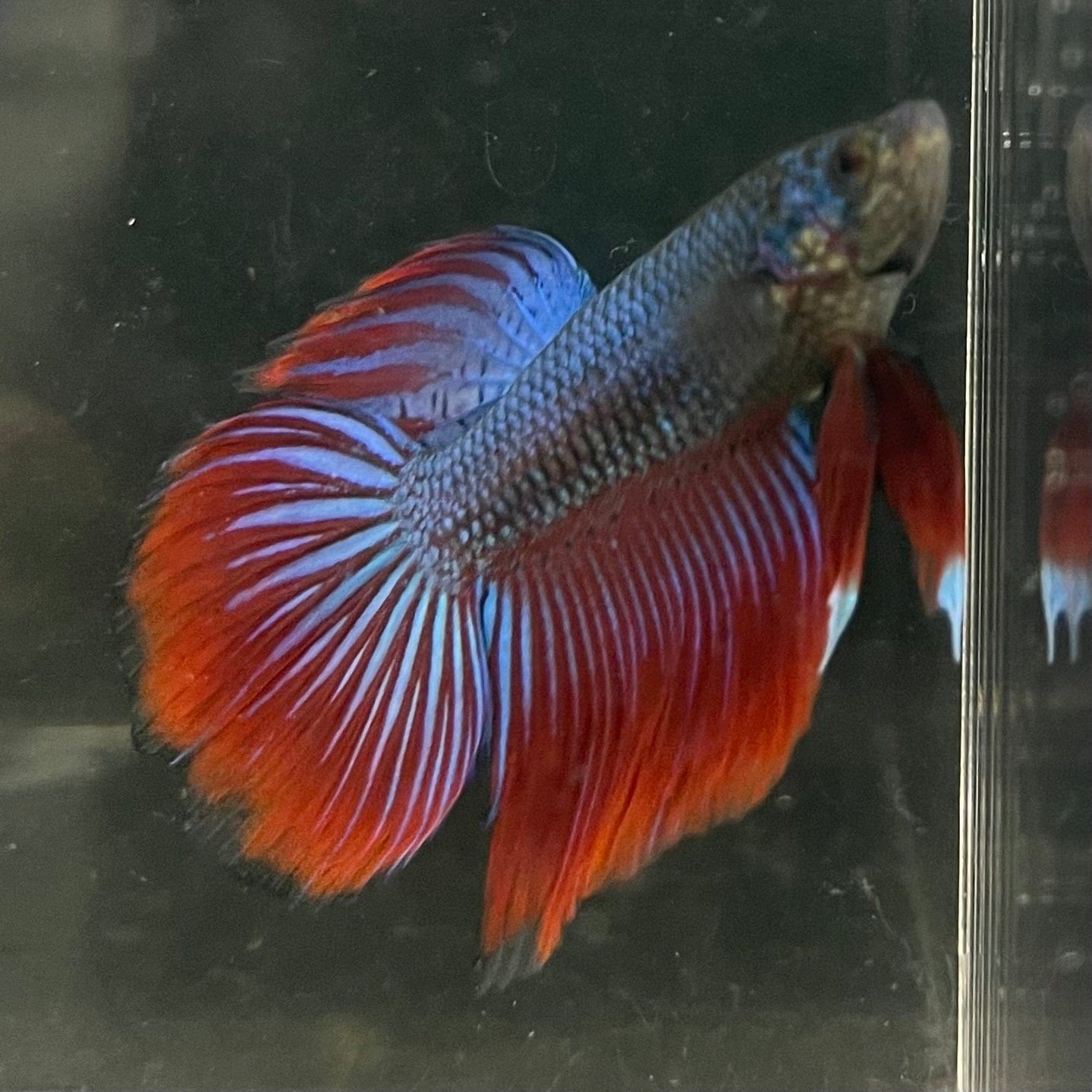 the-fish-farm Male Betta Male Betta - One Only - 1 Choose your favourite Male Betta from The Fish Farm Australia