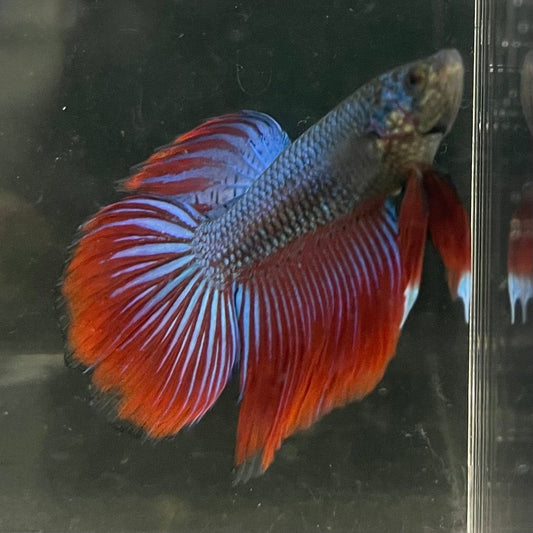 the-fish-farm Male Betta Male Betta - One Only - 1 Choose your favourite Male Betta from The Fish Farm Australia