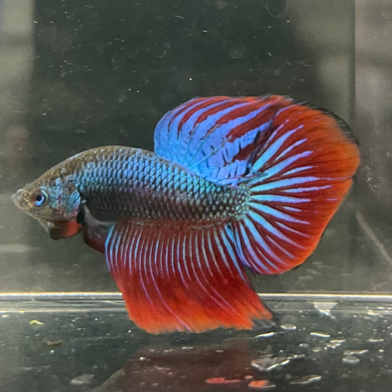 the-fish-farm Male Betta Male Betta - One Only - 1 Choose your favourite Male Betta from The Fish Farm Australia