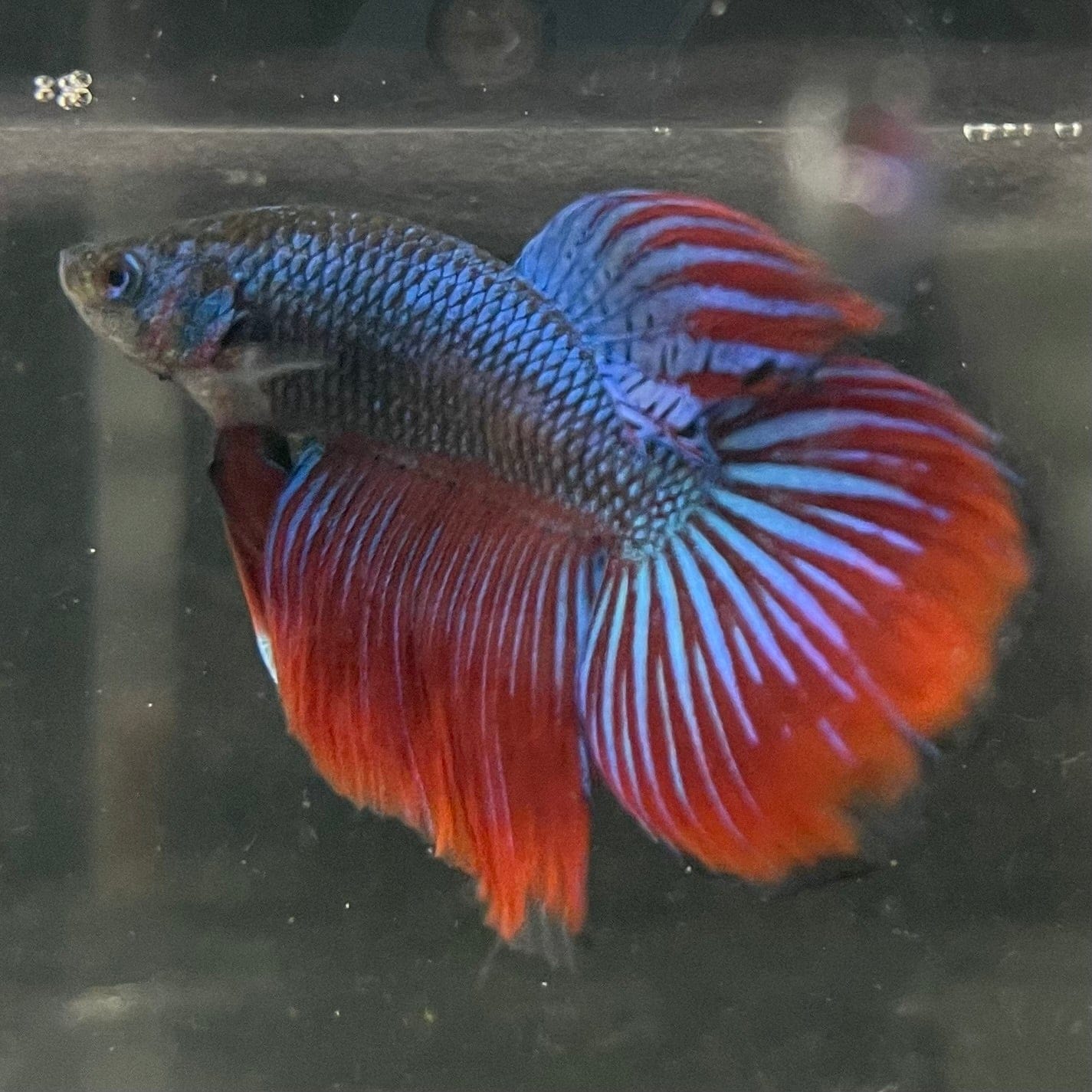 the-fish-farm Male Betta Male Betta - One Only - 1 Choose your favourite Male Betta from The Fish Farm Australia