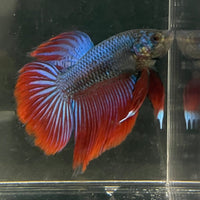 the-fish-farm Male Betta Male Betta - One Only - 1 Choose your favourite Male Betta from The Fish Farm Australia