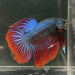 the-fish-farm Male Betta Male Betta - One Only - 1 Choose your favourite Male Betta from The Fish Farm Australia