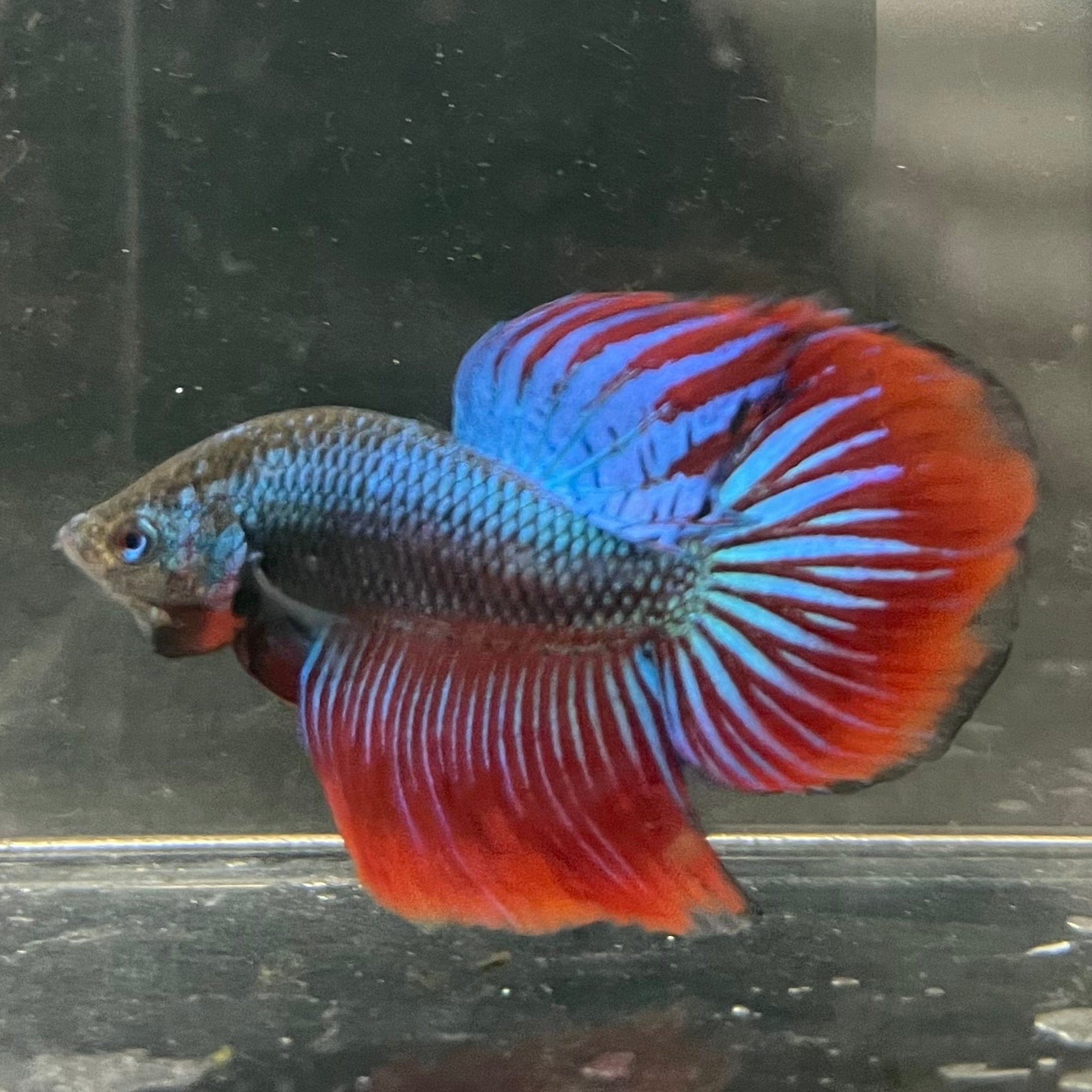 the-fish-farm Male Betta Male Betta - One Only - 1 Choose your favourite Male Betta from The Fish Farm Australia