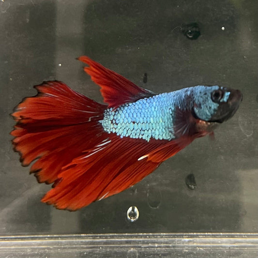 the-fish-farm Male Betta Male Betta - One Only - 1 Choose your favourite Male Betta from The Fish Farm Australia