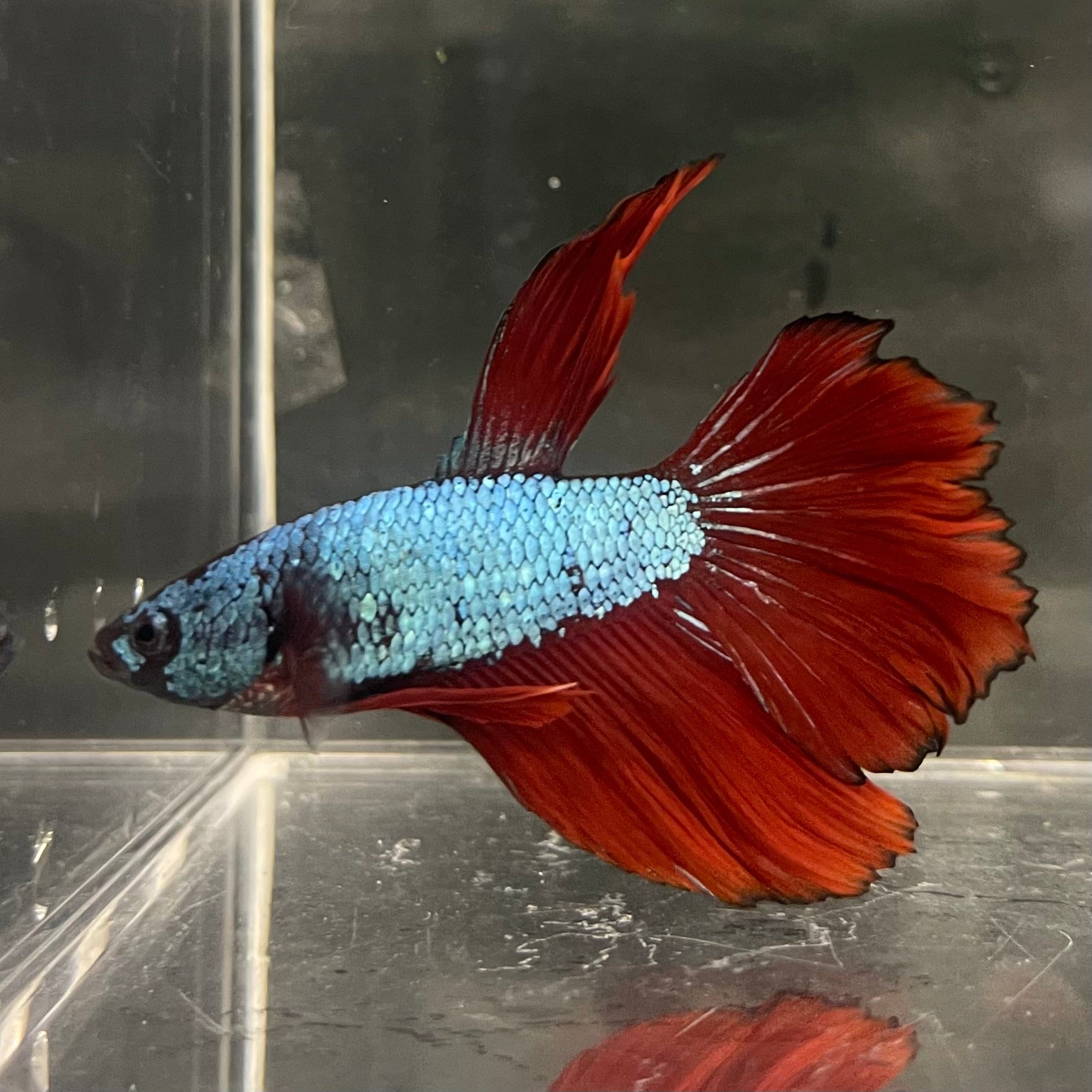 the-fish-farm Male Betta Male Betta - One Only - 1 Choose your favourite Male Betta from The Fish Farm Australia