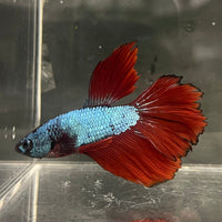 the-fish-farm Male Betta Male Betta - One Only - 1 Choose your favourite Male Betta from The Fish Farm Australia