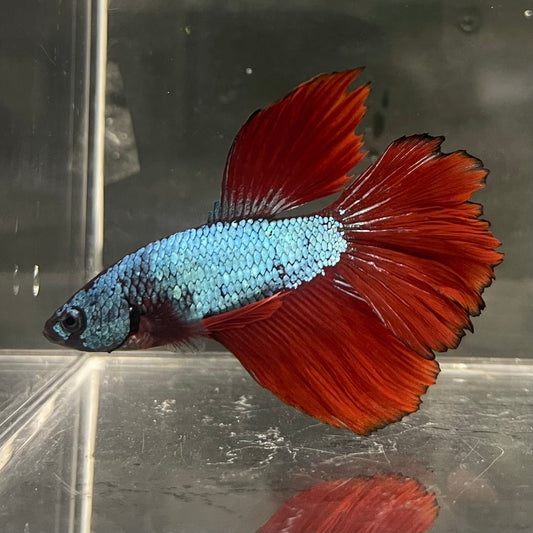 the-fish-farm Male Betta Male Betta - One Only - 1 Choose your favourite Male Betta from The Fish Farm Australia