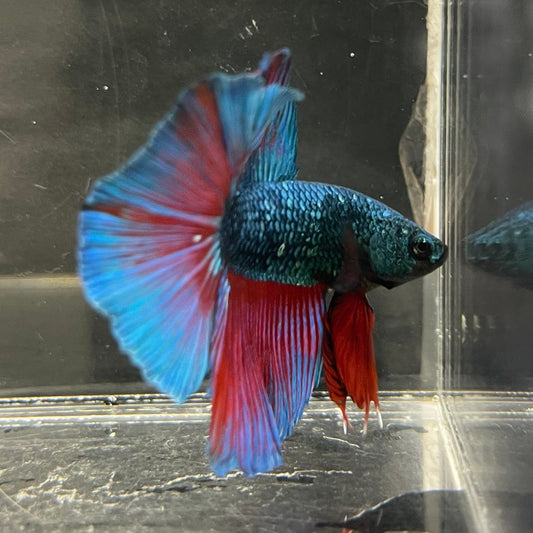 the-fish-farm Male Betta Male Betta - One Only - 1 Choose your favourite Male Betta from The Fish Farm Australia