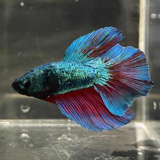 the-fish-farm Male Betta Male Betta - One Only - 1 Choose your favourite Male Betta from The Fish Farm Australia