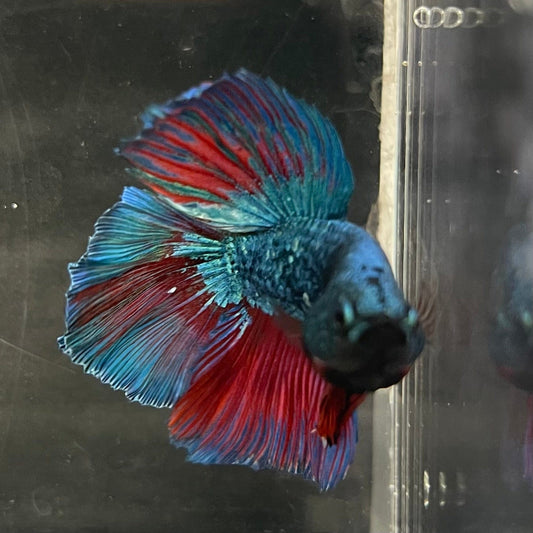 the-fish-farm Male Betta Male Betta - One Only - 1 Choose your favourite Male Betta from The Fish Farm Australia
