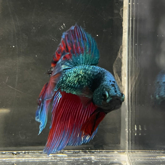 the-fish-farm Male Betta Male Betta - One Only - 1 Choose your favourite Male Betta from The Fish Farm Australia