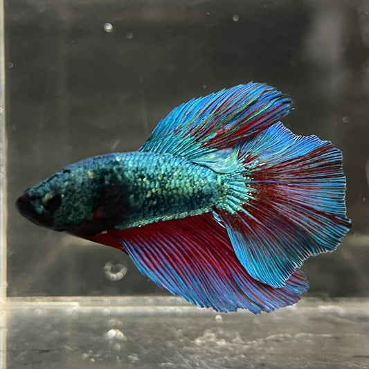 the-fish-farm Male Betta Male Betta - One Only - 1 Choose your favourite Male Betta from The Fish Farm Australia