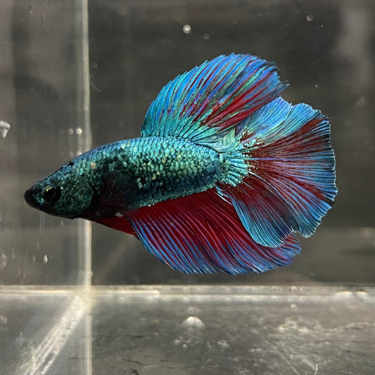 the-fish-farm Male Betta Male Betta - One Only - 1 Choose your favourite Male Betta from The Fish Farm Australia