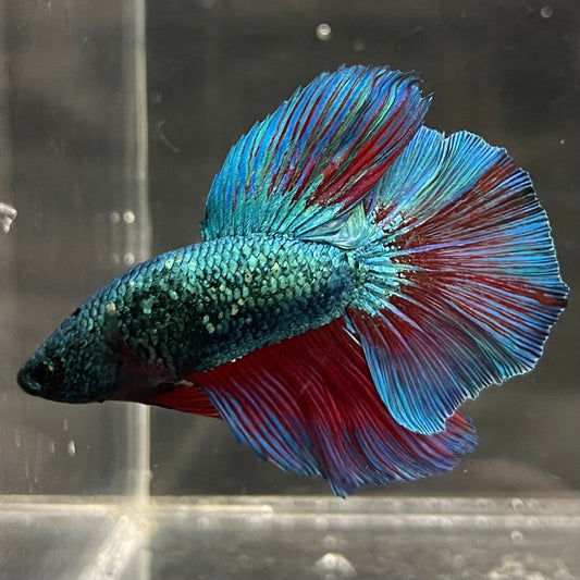 the-fish-farm Male Betta Male Betta - One Only - 1 Choose your favourite Male Betta from The Fish Farm Australia