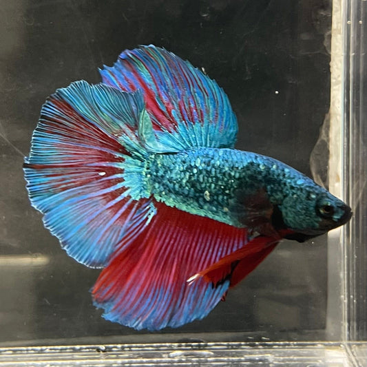 the-fish-farm Male Betta Male Betta - One Only - 1 Choose your favourite Male Betta from The Fish Farm Australia