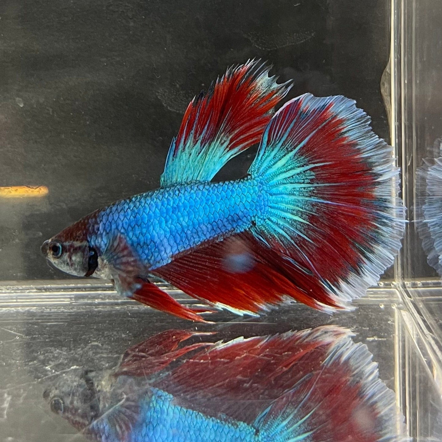 the-fish-farm Male Betta Male Betta - One Only - 1 Choose your favourite Male Betta from The Fish Farm Australia